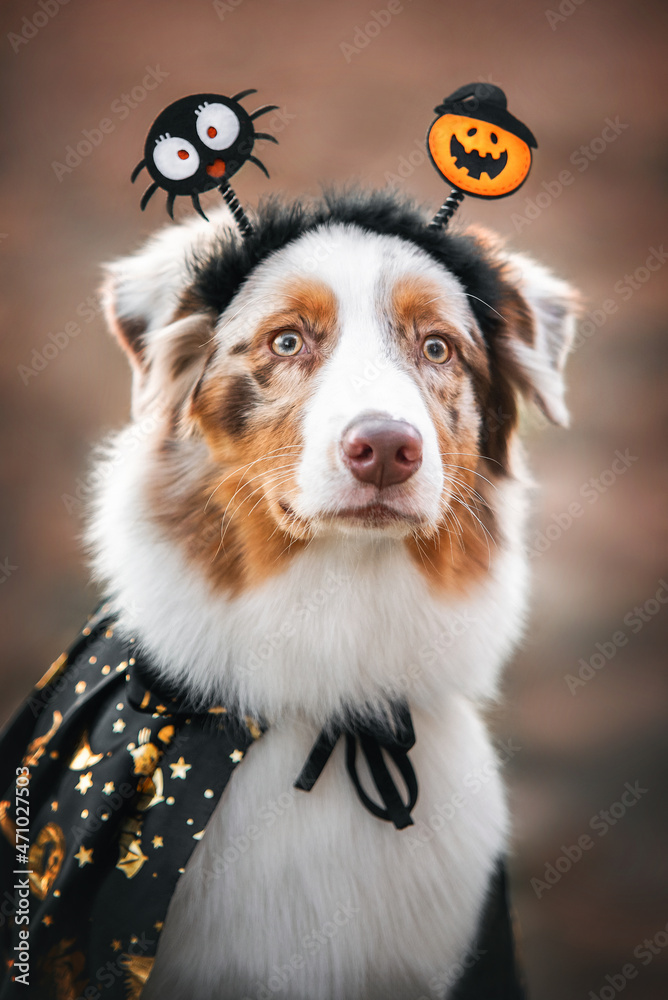 cute red merle australian shepherd puppy with halloween pumpkin and spider headband