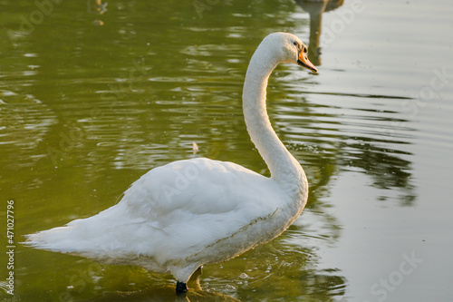 white swan in the lake