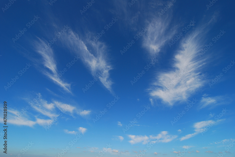 Obraz premium The blue sky background of the feather cloud