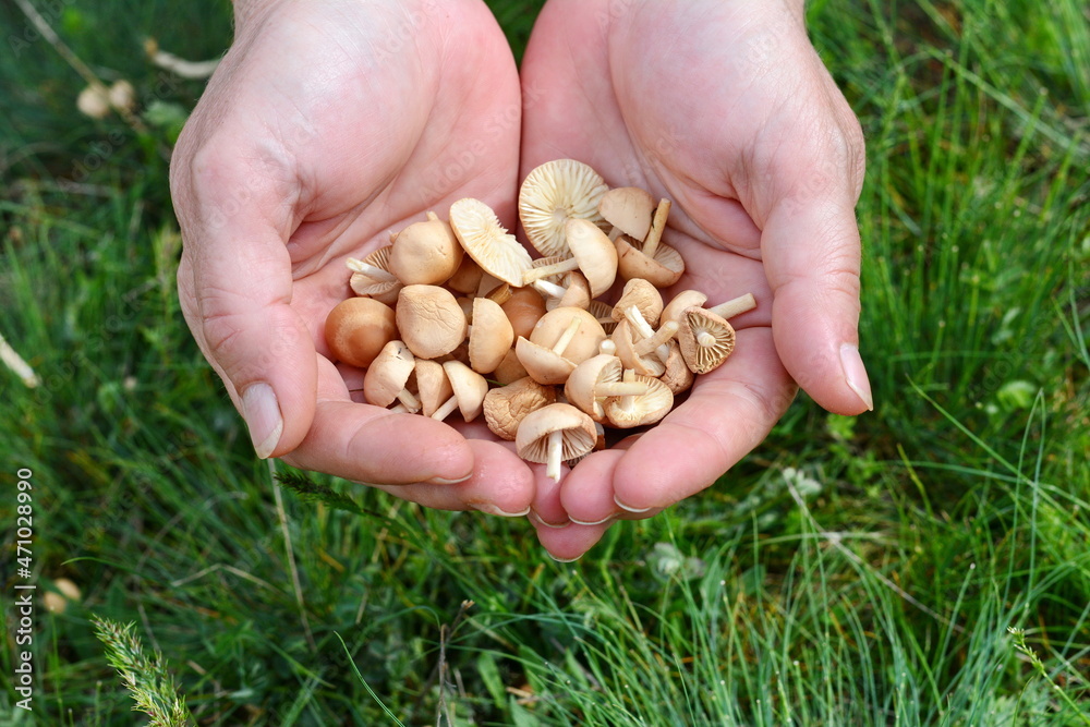 Hand holding  Scotch bonnet  mushrooms (Marasmius oreades), wild mushrooms season