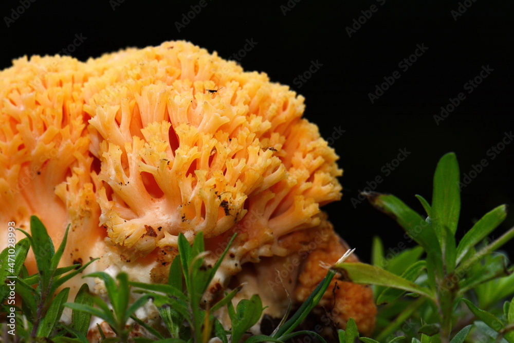 Ramaria Flava growing in the coniferous forest. Yellow coral mushroom. Ramaria Flava growing in the coniferous forest. Yellow coral mushroom.