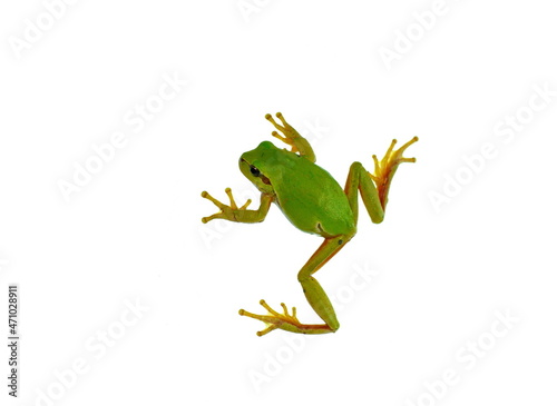 Small green frog isolated. European tree frog isolated on white background, Hyla arborea.