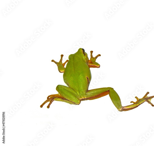 Small green frog isolated. European tree frog isolated on white background, Hyla arborea.