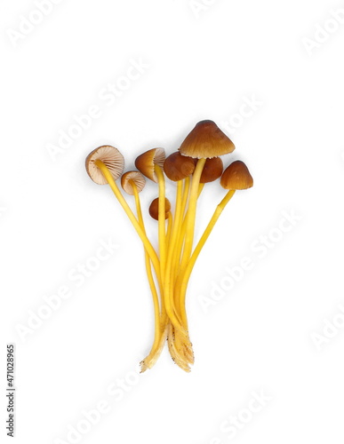 Mycena renati, commonly known as the beautiful bonnet is a species of mushroom in the family Mycenaceae. The world of mushrooms. Isolated on white. photo