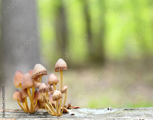 Mycena renati, commonly known as the beautiful bonnet is a species of mushroom in the family Mycenaceae. The world of mushrooms.