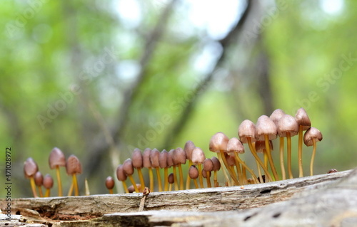 Mycena renati, commonly known as the beautiful bonnet is a species of mushroom in the family Mycenaceae. The world of mushrooms. photo