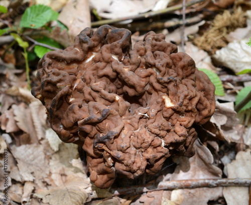 Gyromitra sp. inedible mushroom grows in the forest.