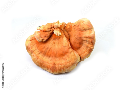 Sulphur shelf fungus, Laetiporus sulphureus, or chicken of the woods isolated on white background. photo