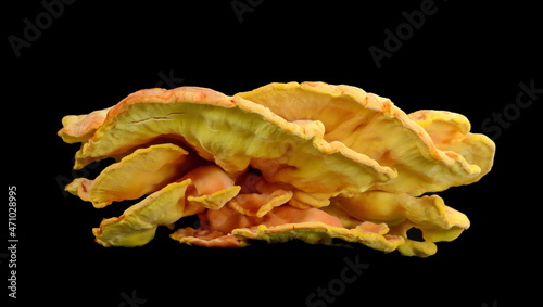 Sulphur shelf fungus, Laetiporus sulphureus, or chicken of the woods isolated on black background. photo