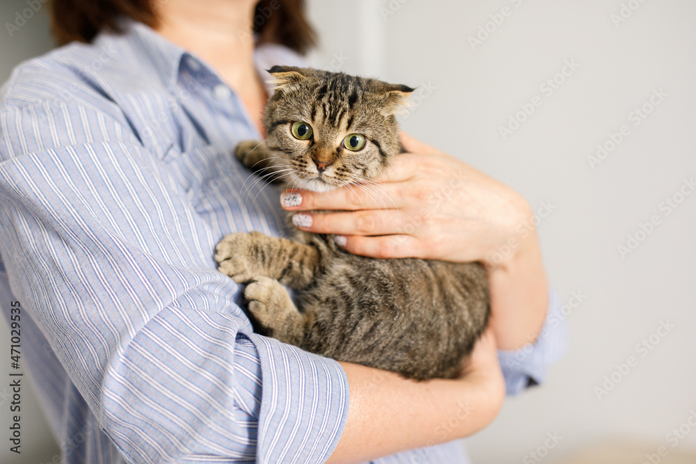 A Scottish lop-eared cat is lying in a woman's arms. The fluffy pet is nestled comfortably in the arms of her mistress. Background with space for text