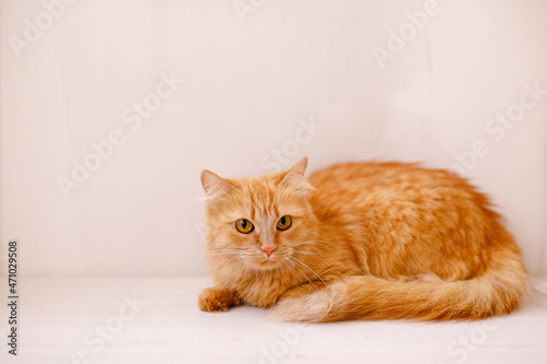 A red, fluffy, beautiful cat lies on a white windowsill by a flower pot and looks frightened