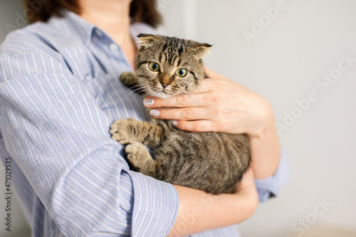 Fototapeta Naklejka Na Ścianę i Meble -  A Scottish lop-eared cat is lying in a woman's arms. The fluffy pet is nestled comfortably in the arms of her mistress. Background with space for text
