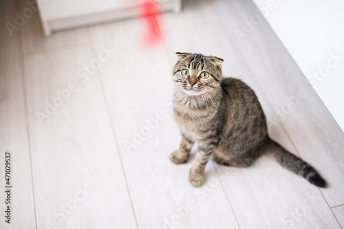 A Scottish lop-eared cat plays with ribbons on a light-colored wood floor. Light background with space for text