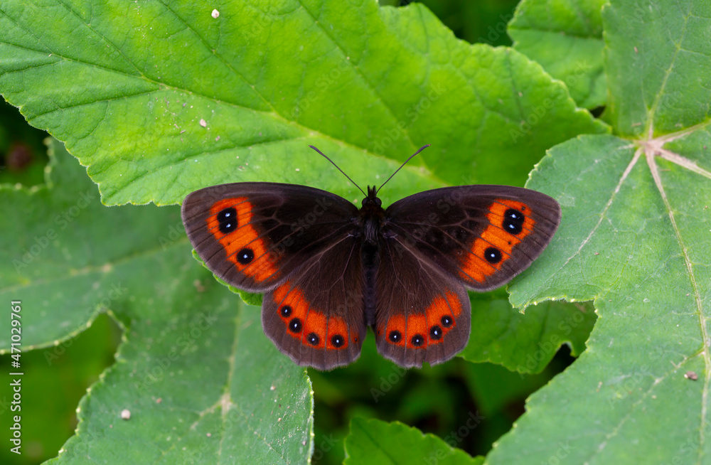 beautiful brunette Scottish ; erebia aethiops beautiful brunette Scottish ; erebia aethiops