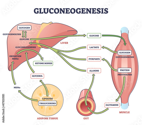Gluconeogenesis GNG metabolic pathway for glucose generation outline diagram. Labeled educational scheme with liver, muscle, gut and adipose tissue chemical synthesis interaction vector illustration. photo