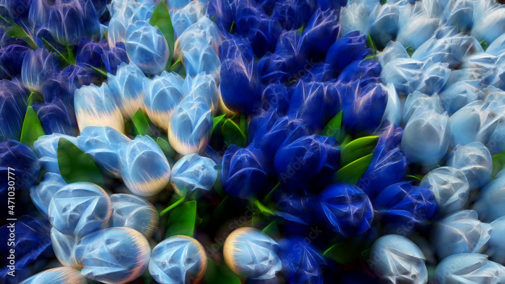 Fototapeta premium glowing red purple blue and yellow tulip flower arrangement