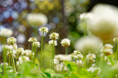 White clover flower cluster landscape