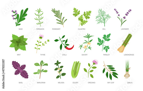 Edible herbs with names inscription set. Healthy botanical food ingredients and spices
