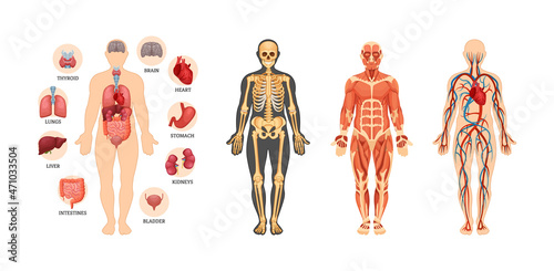Human anatomy scheme set. Internal organ with name, circulatory arterial system, muscles, skeleton