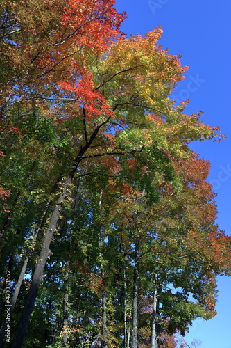 針木浄水場 薄紅葉 秋 （高知県 高知市）