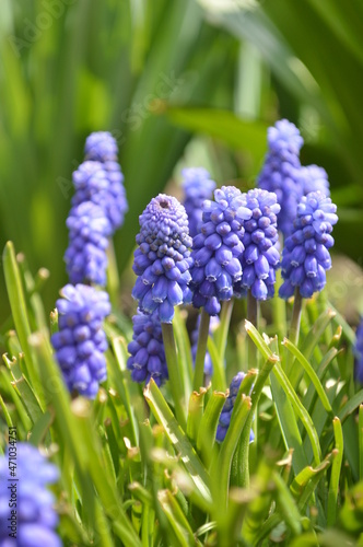 a muscari flower in the garden