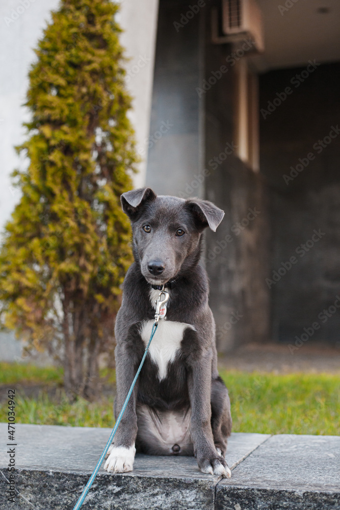 Gray dog with white chest on the background of the building