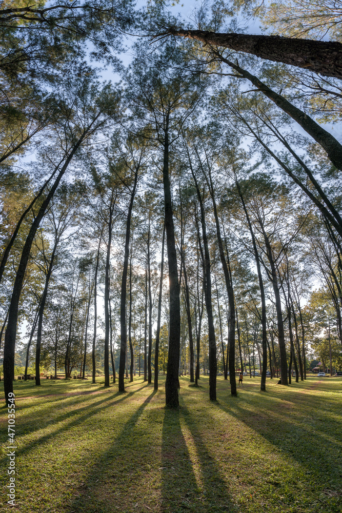 Pine trees with sunlight shining in the forest at evening Pine trees with sunlight shining in the forest at evening