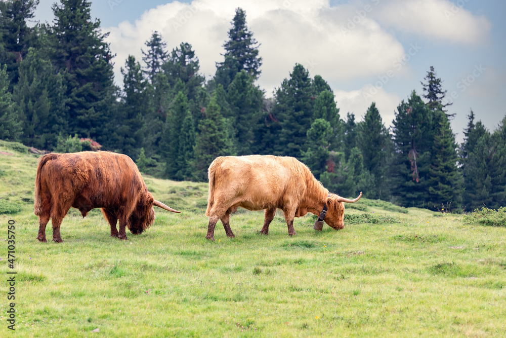 Naklejka premium A pair of large adult yaks graze in an alpine pasture in northern Italy
