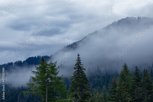 Foggy evening in the Alps. Dense fog envelops the coniferous forest