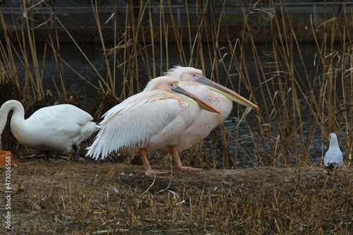 pink pelican photo