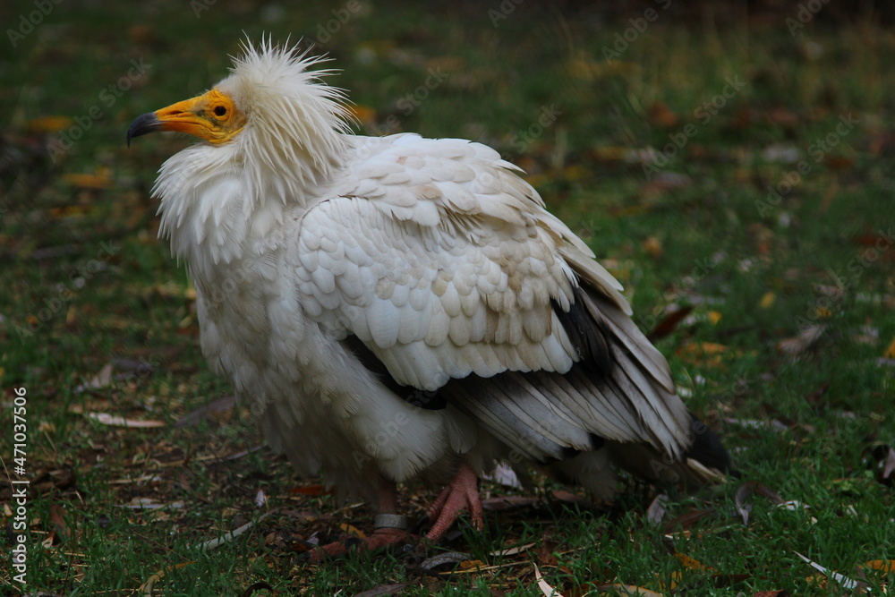 An ordinary vulture An ordinary vulture