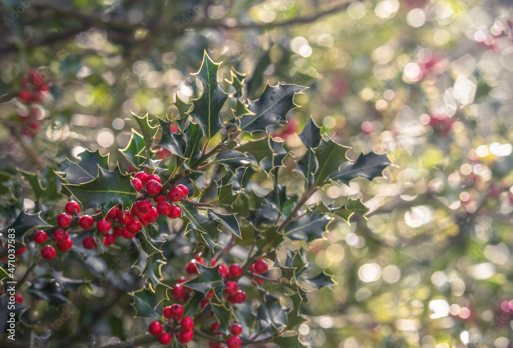 Natural holly branch in the forest with blur background and sunlight Natural holly branch in the forest with blur background and sunlight