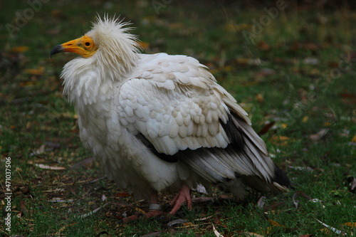 An ordinary vulture