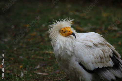 An ordinary vulture