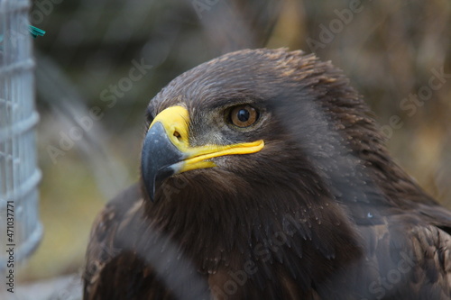 steppe eagle in the zoo