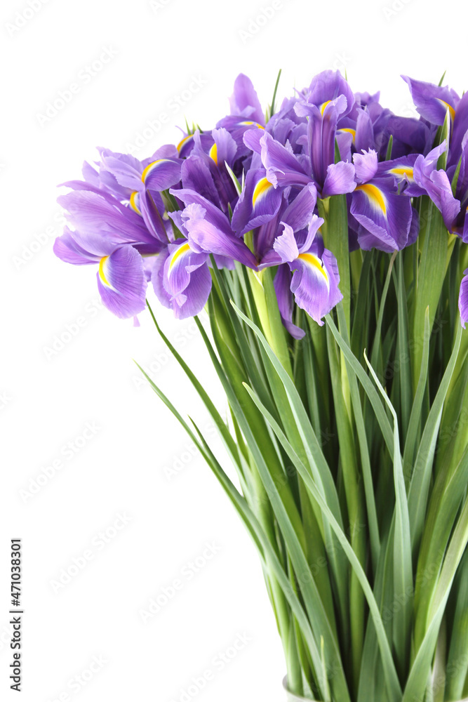 Many Beautiful Irises Bouquet Isolated