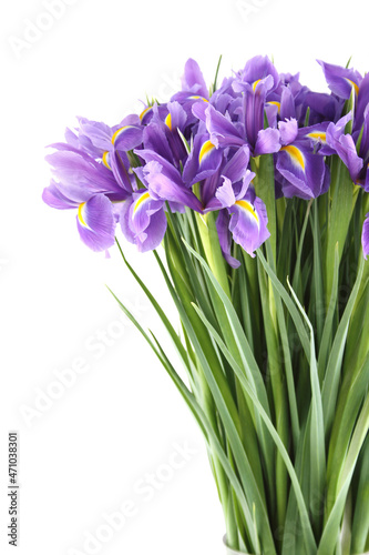 Fototapeta Naklejka Na Ścianę i Meble -  Many Beautiful Irises Bouquet Isolated