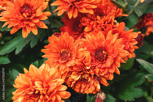 Bunch of orange chrysanthemums and green leaves. Autumn garden flower background. Beautiful wallpaper. Selective focus. 