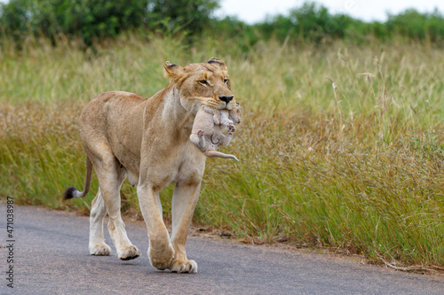 Fotografia Lioness (Panthera leo) mother walking  while carrying her newborn cub in her mou
