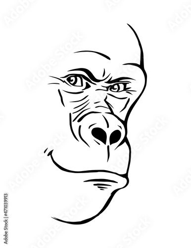Gorilla head on a white background. A sly smile on his face. Wild animal primate. Vector black and white isolated sketch illustration