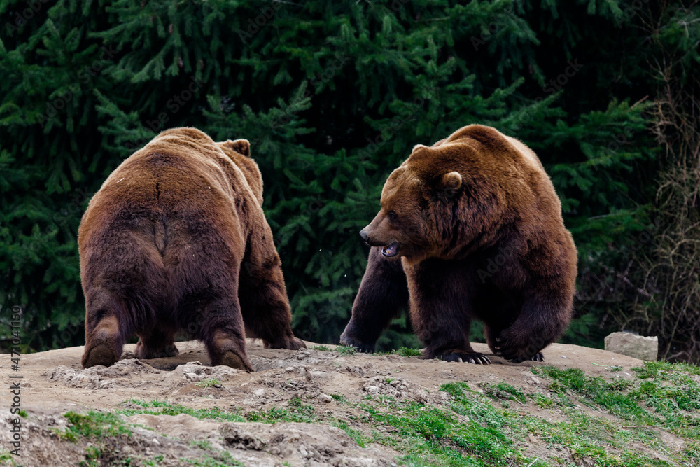 brown bear in the forest brown bear in the forest