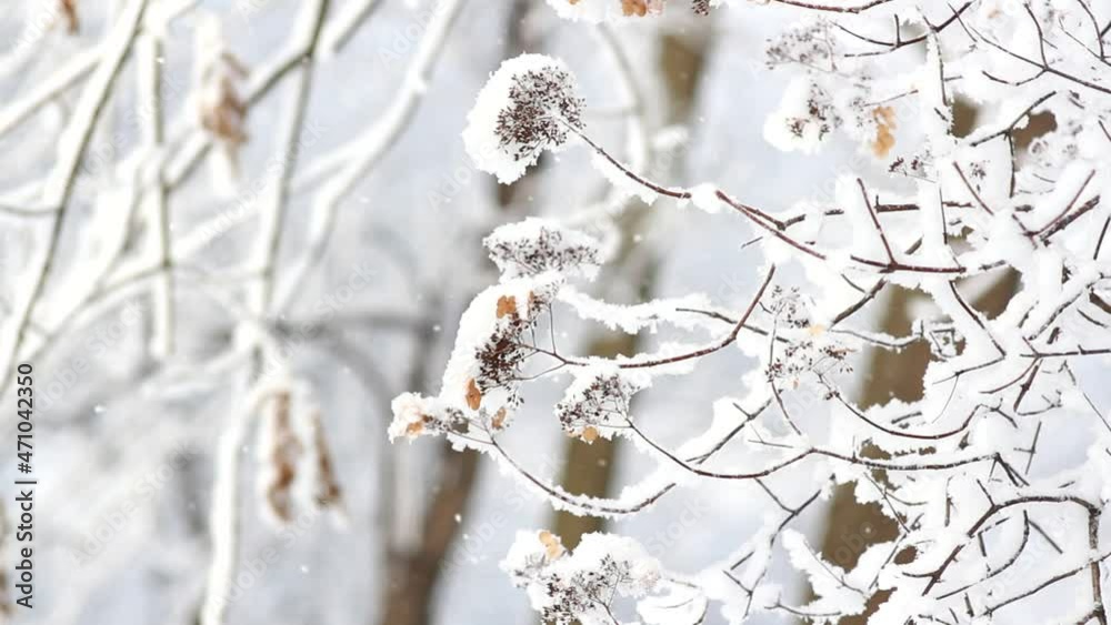 Winter landscape - a snow-covered park with beautiful trees, covered with hoarfrost. A Christmas picture - a winter forest, a sunny day in a fairy-tale park. Winter landscape - a snow-covered park with beautiful trees, covered with hoarfrost. A Christmas picture - a winter forest, a sunny day in a fairy-tale park.