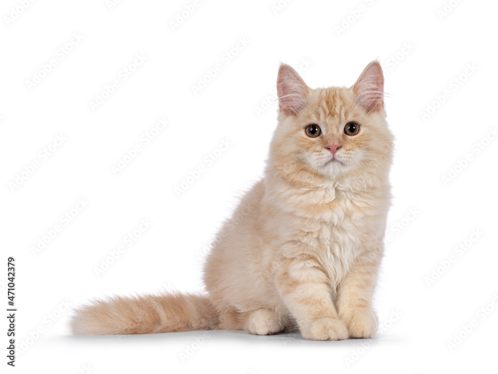 Sweet tailed Cymric cat kitten, sitting up facing front. Looking towards camera. isolated on a white background.