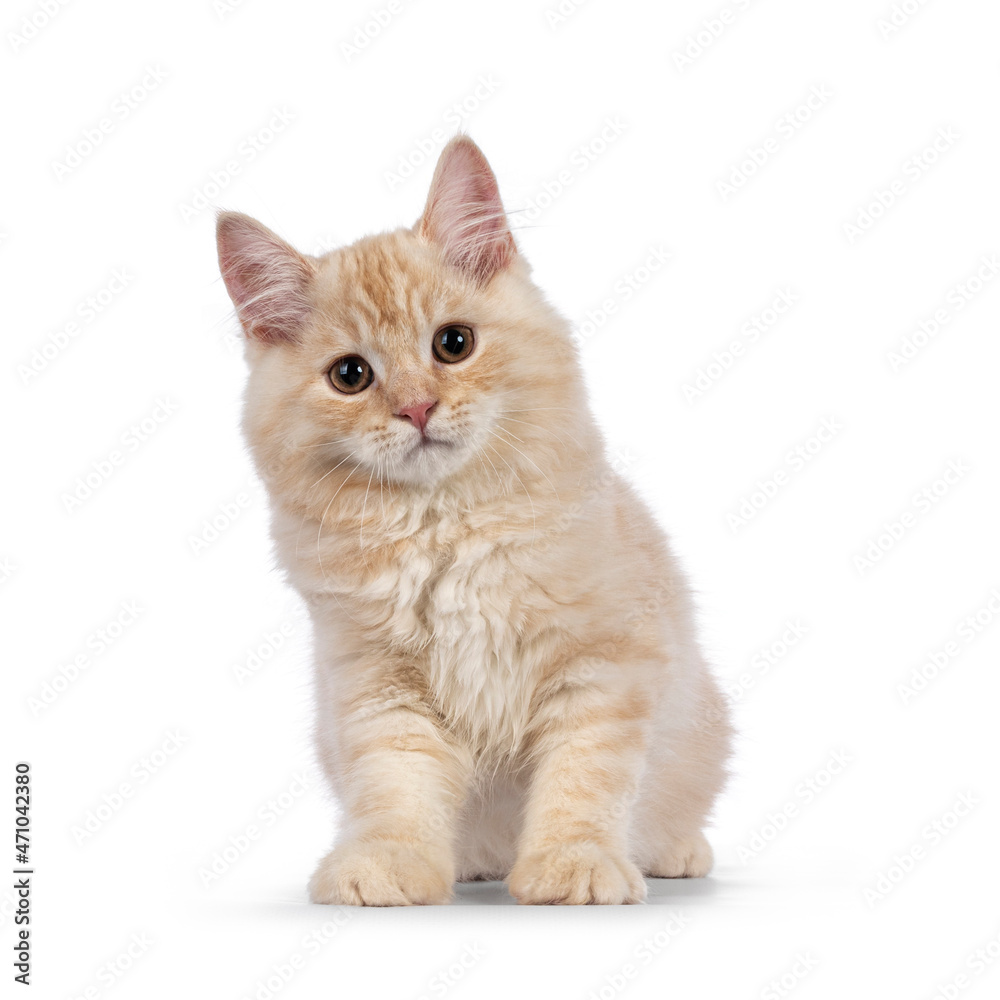 Obraz premium Sweet tailed Cymric cat kitten, sitting up facing front. Looking towards camera. isolated on a white background.