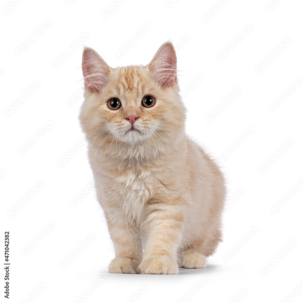 Sweet tailed Cymric cat kitten, standing facing front. Looking towards camera. isolated on a white background.