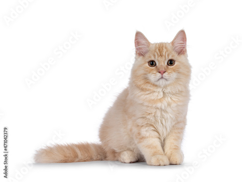 Fotografie Sweet tailed Cymric cat kitten, sitting up facing front