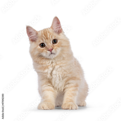 Sweet tailed Cymric cat kitten, sitting up facing front. Looking towards camera. isolated on a white background.