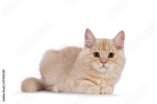 Sweet tailed Cymric cat kitten, laying down side ways. Looking towards camera. isolated on a white background.
