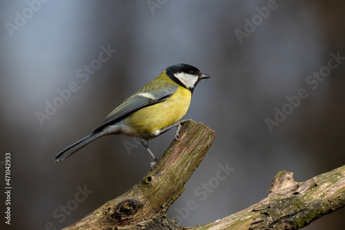 The great tit, Parus major, a bird in its natural environment, very nice yellow colors. A very popular forest and city bird