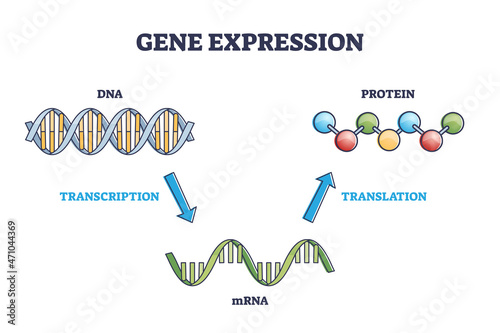 Gene expression with DNA transcription, mRNA and protein translation outline diagram. Labeled educational simple scheme for cellular genetic synthesis process vector illustration. Cell gene stages. photo